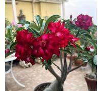 Resistenti Bulbi di Adenium - Semplici da Piantare, Ideali per Giardini Secchi e Decorazioni in Vaso-1Bulbi-E