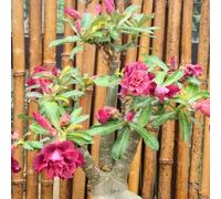 Resistenti Bulbi di Adenium - Semplici da Piantare, Ideali per Giardini Secchi e Decorazioni in Vaso-1Bulbi-B
