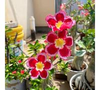 Resistenti Bulbi di Adenium - Semplici da Piantare, Ideali per Giardini Secchi e Decorazioni in Vaso-1Bulbi-C