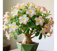 Resistenti Bulbi di Adenium - Semplici da Piantare, Ideali per Giardini Secchi e Decorazioni in Vaso-3Bulbi-D