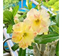 Resistenti Bulbi di Adenium - Semplici da Piantare, Ideali per Giardini Secchi e Decorazioni in Vaso-3Bulbi-A