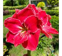 Resistenti Bulbi di Amaryllis - Adatti per Interni ed Esterni, Semplici da Piantare e Duraturi-3Bulbi-D