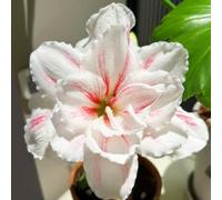 Resistenti Bulbi di Amaryllis - Adatti per Interni ed Esterni, Semplici da Piantare e Duraturi-5Bulbi-A