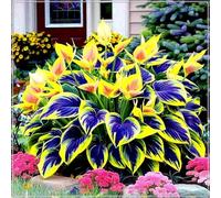 Resistenti,Bulbi di hosta-Balconi,Giardini -Adatte come regali per le feste-Perenne resistente al freddo, -8 Bulbi-G