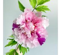 Resistenti Bulbi di Peonia - Robusti e Semplici da Coltivare, Ideali per Giardino e Bordo Fiorito-1bulbi-C