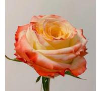 Resistenti Bulbi di Rose - Adatti a Umidità Moderata, Decorazione Visiva per Piscine e Bordo Giardino-4bulbi-D