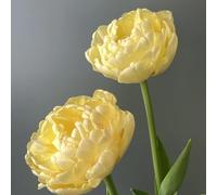 Resistenti Bulbi di Tulipano - Robusti e Semplici da Coltivare, Ideali per Giardino e Bordo Fiorito-6bulbi-B