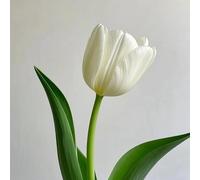 Resistenti Bulbi di Tulipano - Robusti e Semplici da Coltivare, Ideali per Giardino e Bordo Fiorito-8bulbi-C