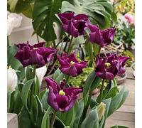 Resistenti Bulbi di Tulipano - Robusti e Semplici da Coltivare, Ideali per Giardino e Bordo Fiorito-8bulbi-J