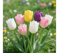 Resistenti Bulbi di Tulipano - Robusti e Semplici da Coltivare, Ideali per Giardino e Bordo Fiorito-8bulbi-I