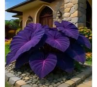 Resistenti,Giardini, Adatte come regali per le feste Balconi,belle,Bulbi di hosta-Perenne resistente al freddo, -8 Bulbi-J