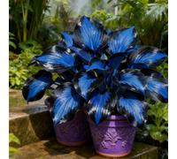 Resistenti,Giardini, Adatte come regali per le feste Balconi,belle,Bulbi di hosta-Perenne resistente al freddo, -4 Bulbi-I