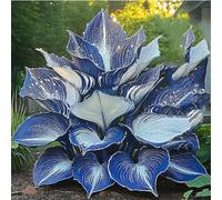 Resistenti,Giardini, Adatte come regali per le feste Balconi,belle,Bulbi di hosta-Perenne resistente al freddo, -10 Bulbi-B