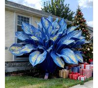 Resistenti,Giardini, Adatte come regali per le feste Balconi,belle,Bulbi di hosta-Perenne resistente al freddo, -6 Bulbi-E