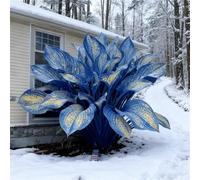 Resistenti,Giardini, Adatte come regali per le feste Balconi,belle,Bulbi di hosta-Perenne resistente al freddo, -4 Bulbi-H