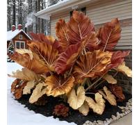 Resistenti,Giardini, Adatte come regali per le feste Balconi,belle,Bulbi di hosta-Perenne resistente al freddo, -6 Bulbi-A