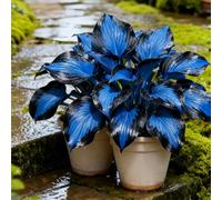 Resistenti,Giardini, Adatte come regali per le feste Balconi,belle,Bulbi di hosta-Perenne resistente al freddo, -8 Bulbi-D