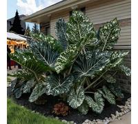 Resistenti,Giardini, Adatte come regali per le feste Balconi,belle,Bulbi di hosta-Perenne resistente al freddo, -2 Bulbi-C