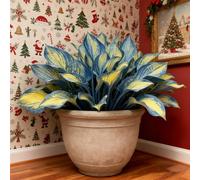 Resistenti,Giardini, Adatte come regali per le feste Balconi,belle,Bulbi di hosta-Perenne resistente al freddo, -2 Bulbi-G