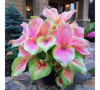 resistenti,giardini, balconi,belle,adatte come regali per le feste Perenne resistente al freddo, adatta per la decorazione di cortili e balconi-8 Bulbi