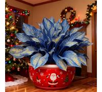 Resistenti,Giardini,belle,Adatte come regali per le feste Balconi,Bulbi di hosta-Perenne resistente al freddo,