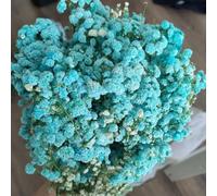 respiro del bambino Aiule rialzate per il giardino da appartamento esotiche Giardino roccioso: resistenti al pieno sole in vaso tappezzanti rialzata 300Semi