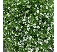 respiro del bambino da giardino da appartamento esotiche decorative rampicanti Aiule rialzate per il giardino roccioso: resistenti al pieno sole 550Semi