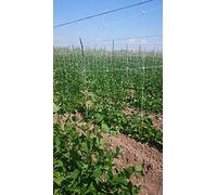 Rete di PLASTIC SUD 100 metri per ortaggi rampicanti lunghezza - 1,7 metri altezza - agricoltura orto piselli pomodori fagioli fagiolini cetrioli peperoni