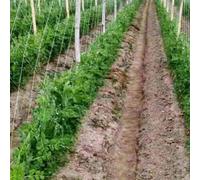 Rete di supporto per piante rampicanti e frutta, struttura riutilizzabile per una gestione efficiente delle colture all'aperto