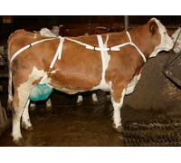 Rete per mammelle - con laccetto da collo Protezione dei capezzoli XL nessun colore