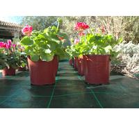 Rete Per Pacciamatura Verde Confine - Mt. 50 x H. 4,00 Confine Giardinaggio e ag