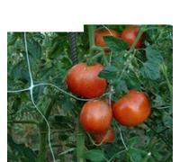 Rete Ortofrutta In Nylon Di Sostegno Per Ortaggi Sostengreen H.200Cm Rt.100 Mt