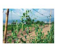 Rete rampicante 2 m x 25 m Verde