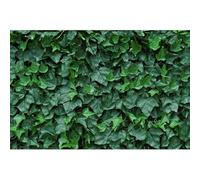 RETELANDIA L'OUTLET DELLE RECINZIONI Siepe Finta Artificiale sempreverde in Piastrelle modulari 50x50 cm EDERA - qualità Garantita 10 Anni