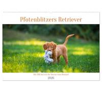 Retriever - Mit DIR hol ich die Sterne vom Himmel (Wandkalender 2026 DIN A2 quer), CALVENDO Monatskalender: Sie sind Apportierhunde, aber für uns sind ... sie für uns die Sterne vom Himmel holen!