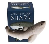 Rex London Coltiva il tuo uovo gigante di squalo da cova