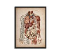 REYTOL Vintage umano muscoloso anatomia medicina tela Parete arte scheletrico organo sistema poster medicina istruzione Parete Quadri stanza casa Decorazioni (no cornice)