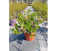 Rhaphiolepis Indica Springtime Rosa Vaso 24 cm | Sempreverde, da Fiore