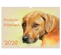 Rhodesian Ridgeback 2026 (Wandkalender 2026 DIN A3 quer), CALVENDO Monatskalender: Zwölf wunderschöne, großformatige Bilder von Rhodesian Ridgebacks ... haben, finden Sie in diesem Kalender.