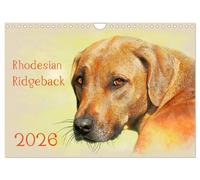 Rhodesian Ridgeback 2026 (Wandkalender 2026 DIN A4 quer), CALVENDO Monatskalender: Zwölf wunderschöne, großformatige Bilder von Rhodesian Ridgebacks ... haben, finden Sie in diesem Kalender.