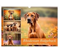 Rhodesian Ridgeback - Athlet mit Rückenkamm (Wandkalender 2026 DIN A3 quer), CALVENDO Monatskalender: Muskelpaket aus Südafrika