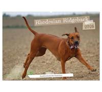 Rhodesian Ridgeback - Ausdrucksstarke Gesichter (Wandkalender 2026 DIN A2 quer), CALVENDO Monatskalender: Körpersprache Hund: Die Mimik läßt Bände sprechen