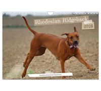 Rhodesian Ridgeback - Ausdrucksstarke Gesichter (Wandkalender 2026 DIN A4 quer), CALVENDO Monatskalender: Körpersprache Hund: Die Mimik läßt Bände sprechen