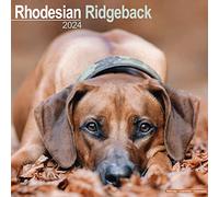 Rhodesian Ridgeback Calendar 2024 | Square Dog Breed Wall Calendar - 16 Month