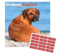 Rhodesian Ridgeback Calendario 2026 | Calendario da parete quadrato di razza di cane | 16 mesi | con adesivi organizzativi