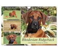 Rhodesian Ridgeback - Charmanter Dickkopf aus Afrika (Wandkalender 2026 DIN A4 quer), CALVENDO Monatskalender: Ridgebacks - Einfach tolle Hunde