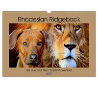 Rhodesian Ridgeback der Hund mit dem Tropfen Löwenblut (Wandkalender 2027 DIN A3