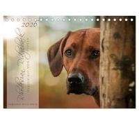 Rhodesian Ridgeback - Herzen auf vier Pfoten (Tischkalender 2026 DIN A5 quer), CALVENDO Monatskalender: Herzen auf vier Pfoten