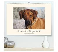 Rhodesian Ridgeback Power aus Südafrika (hochwertiger Premium Wandkalender 2026 DIN A2 quer), Kunstdruck in Hochglanz: Faszination Ridgeback - Ein Portrait