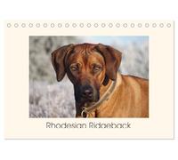 Rhodesian Ridgeback Power aus Südafrika (Tischkalender 2026 DIN A5 quer), CALVENDO Monatskalender: Faszination Ridgeback - Ein Portrait